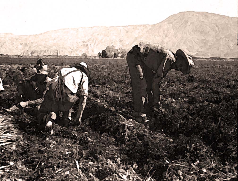 Literature Grass-PHOTO3_Carrot pckers_Screen Shot 2022-08-14 at 1.42.39 PM_carrot pickers