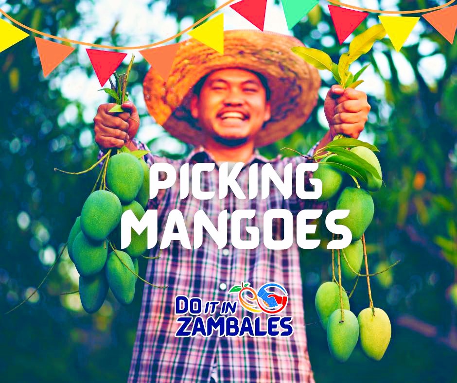 picking mangoes