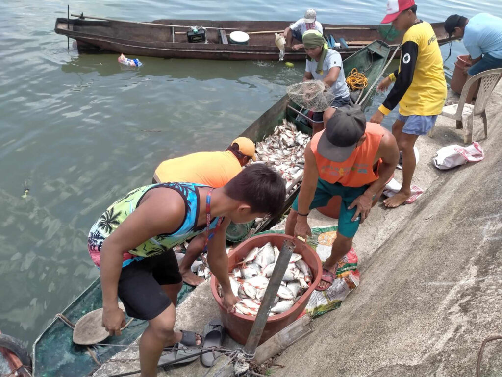 Retrieval Of Tinfoil Barb And Other Invasive Fish Species2