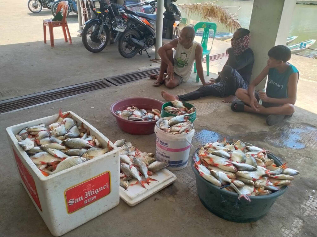 Retrieval Of Tinfoil Barb And Other Invasive Fish Species3